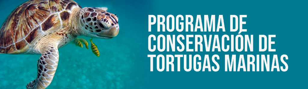 Programa De Conservaci N De Tortugas Marinas Ent Rate