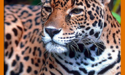 Jaguar--boxbanner