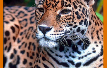 Jaguar--boxbanner