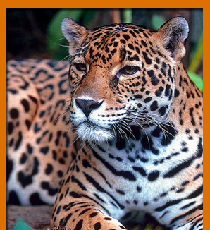 Jaguar--boxbanner