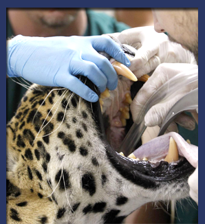 diaVeterinario--boxbanner