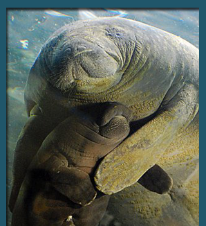 DiadelManati--boxbanner